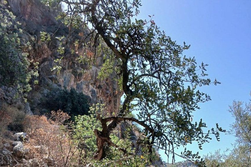 Un albero con un tronco robusto e un fitto fogliame, sullo sfondo di una rupe rocciosa. 2