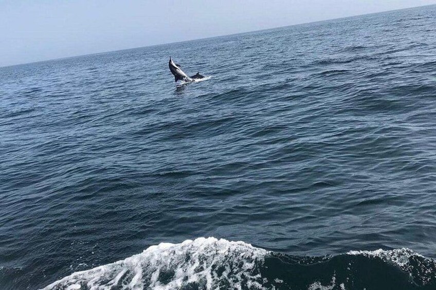 Dolphins 3