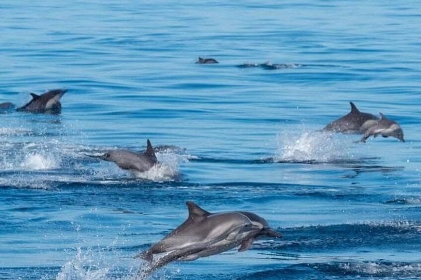 Dolphins 4