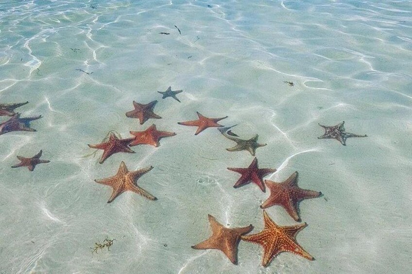 Starfish on a clear sandy beach. 2