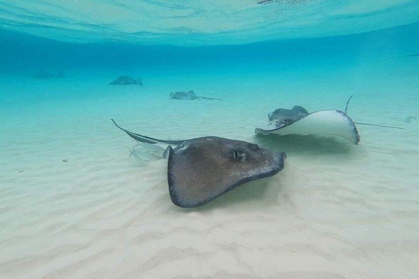 A stingray swimming underwater. 3