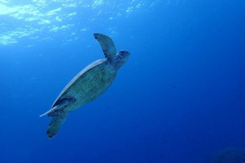 Een zeeschildpad zwemt onder water. 3