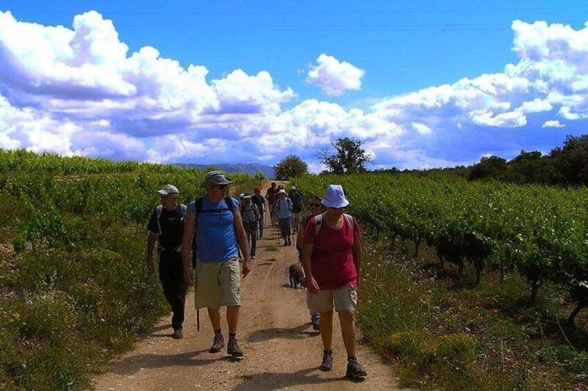 A group of people walking on a dirt path through a vineyard. 5