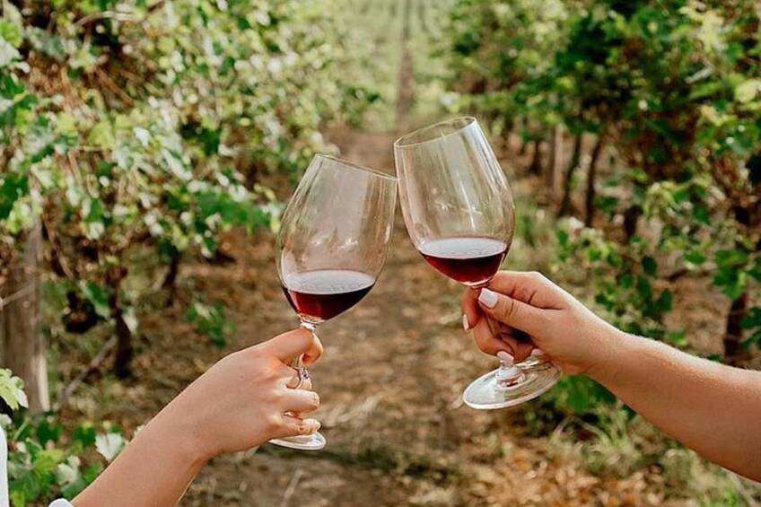 Two hands holding wine glasses with red liquid, standing in a vineyard with rows of grapevines. 2
