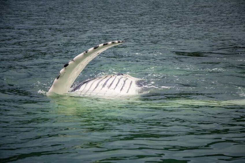 Une baleine sortant de l’eau, sa queue et ses nageoires caudales étant visibles au-dessus de la surface. 2