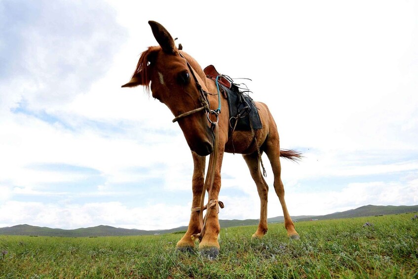 A horse standing in a grassy field with a saddle, under a cloudy sky. 5