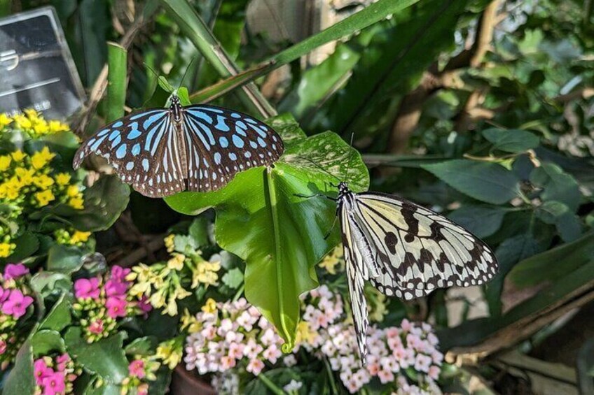 Kanazawa Temples Panoramic Landscape Views and Butterflies