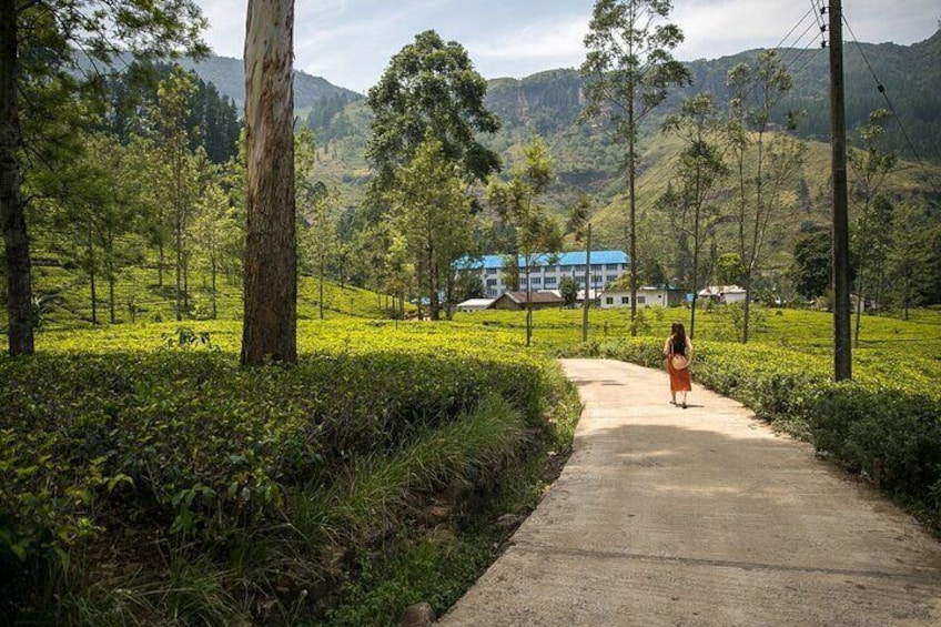 Tea Factory & Tea Plantation