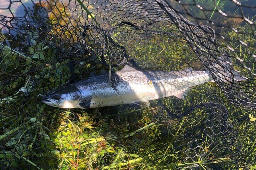 Atlantic salmon