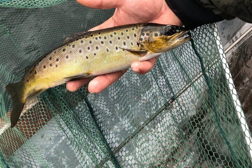 lovely wild brown trout