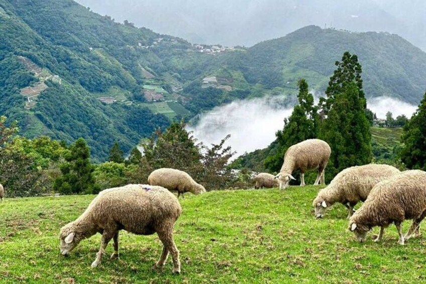 Sun Moon Lake and Qingjing Shared Day Tour Taiwan 2