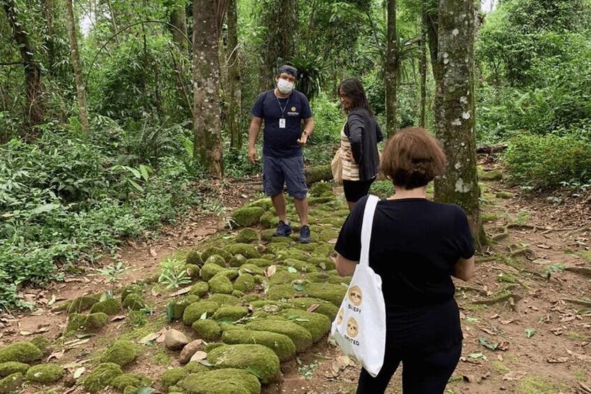 Picture 10 for Activity Paraty: Gold Trail Rainforest Hiking Tour 3