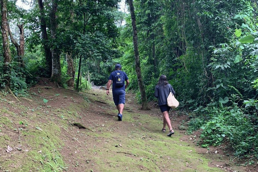 Picture 6 for Activity Paraty: Gold Trail Rainforest Hiking Tour 5