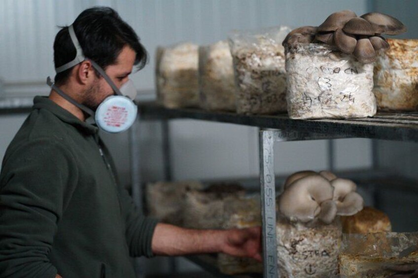A person in a green jacket and a protective mask inspecting mushroom growth on shelves. 3