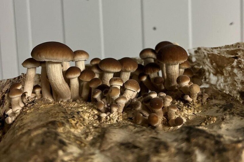 From cultivation to dish : Guided tour and mushroom tasting 3