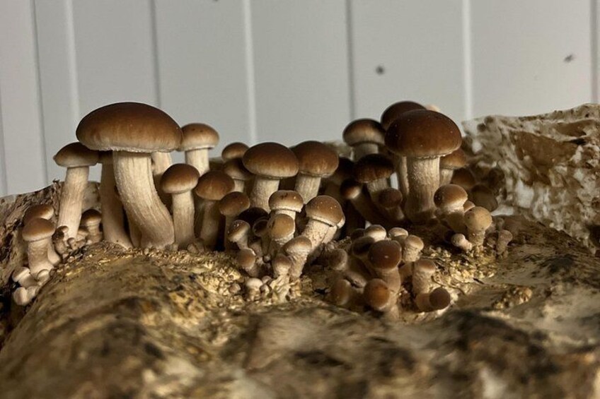 From cultivation to dish : Guided tour and mushroom tasting 3