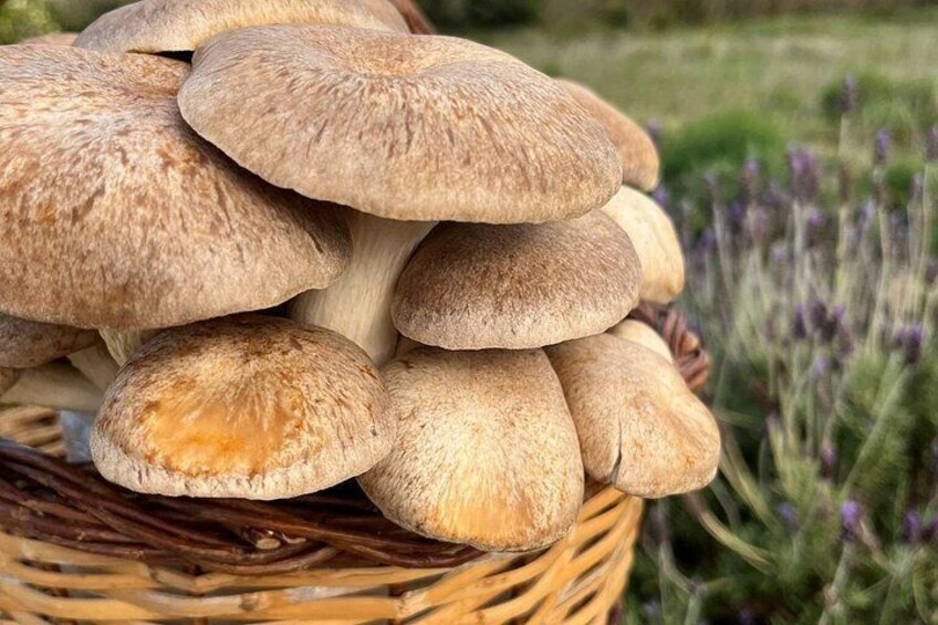 A basket of mushrooms in a natural setting with greenery and lavender in the background. 3