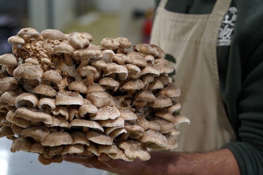 From cultivation to dish : Guided tour and mushroom tasting 1