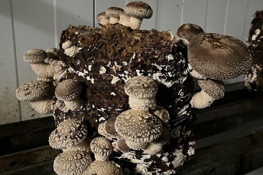 From cultivation to dish : Guided tour and mushroom tasting 5