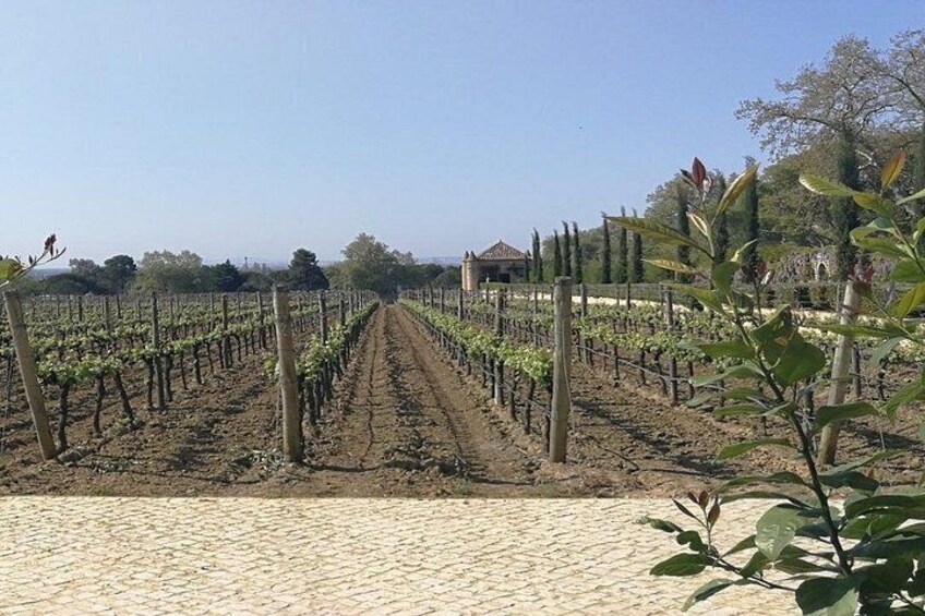 From Lisbon: Winery and Traditional Tile factory in Half Day Tour 4