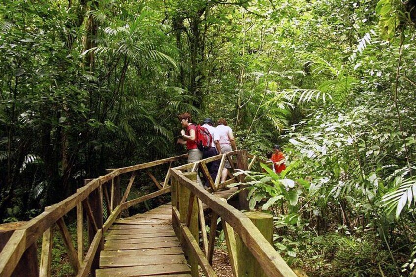 Mombacho Volcano, Cloud Forest 2