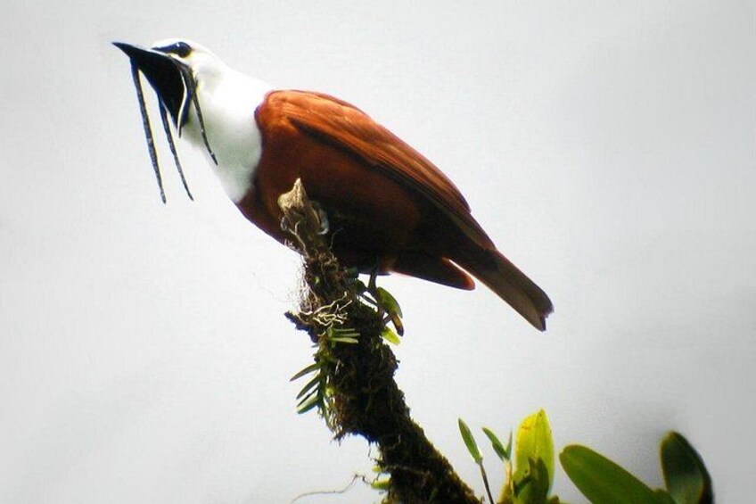 Mombacho Volcano, Cloud Forest 5