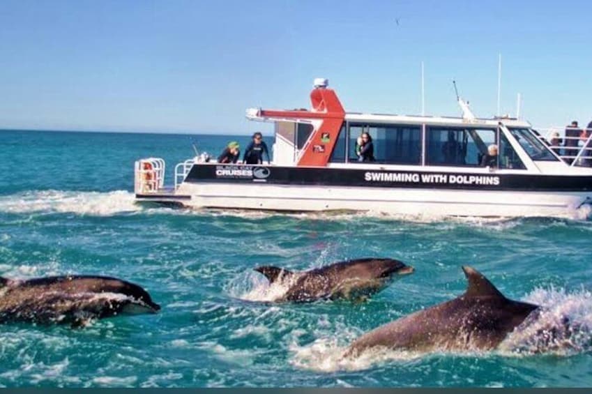 Akaroa Day Tour From Christchurch 1