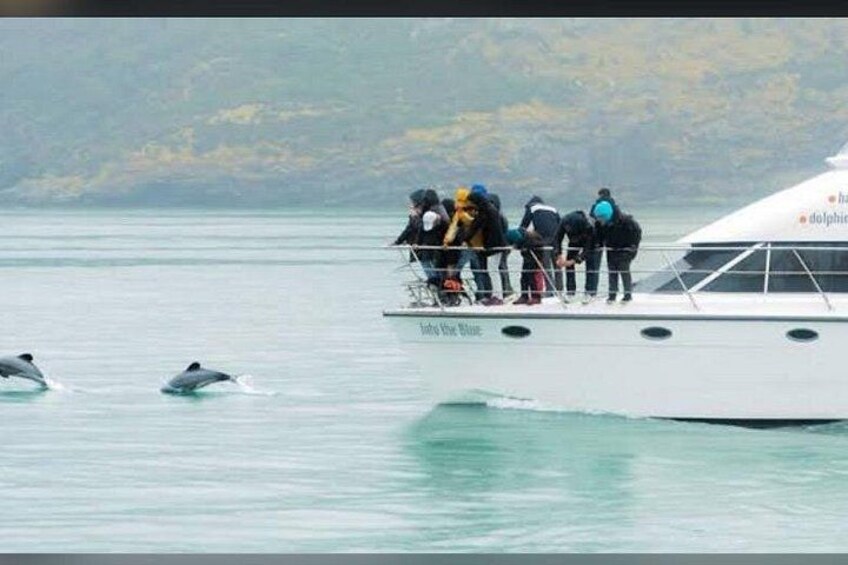 A boat with people on deck and dolphins swimming nearby. 3