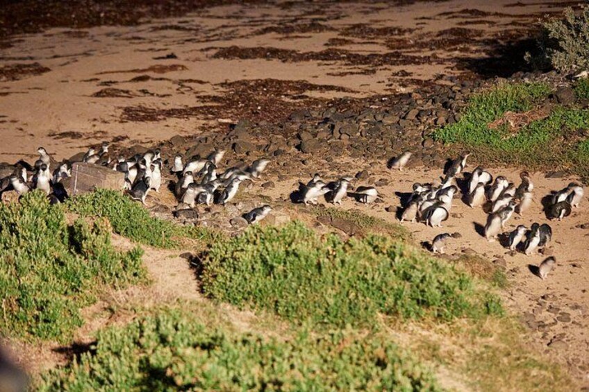 Phillip Island Full-Day Tour from Melbourne with Penguin Parade 2