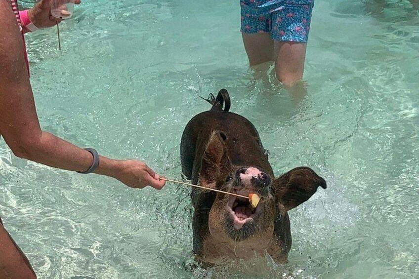 A person holding a stick with a pig in a shallow water body. 4