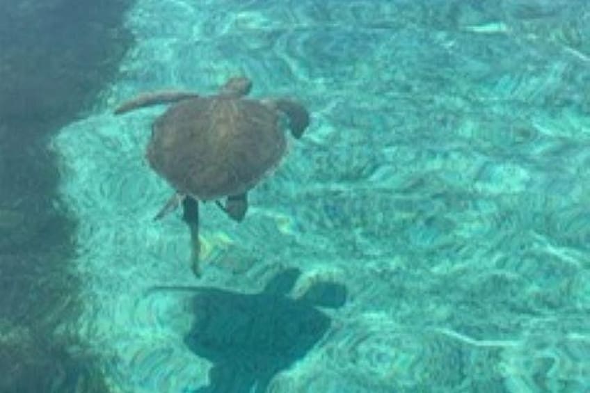 A turtle swimming in clear water. 2
