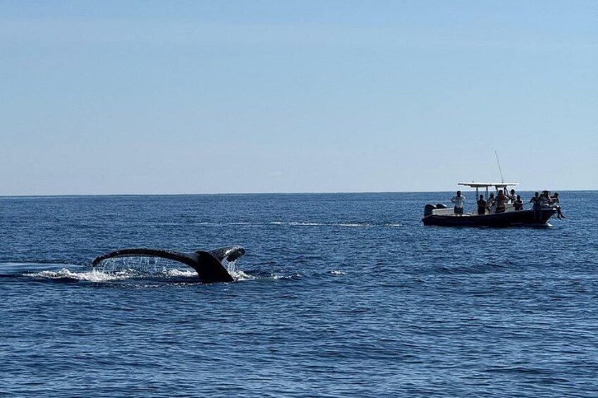 A whale breaching the ocean surface with a boat in the background. 2