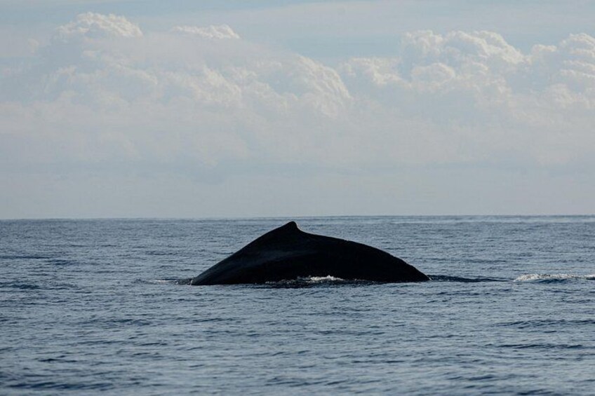 A whale breaching the ocean surface. 3