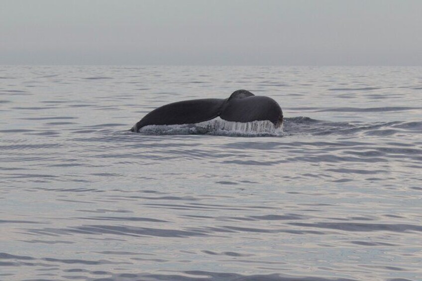A whale's tail emerging from the water. 5