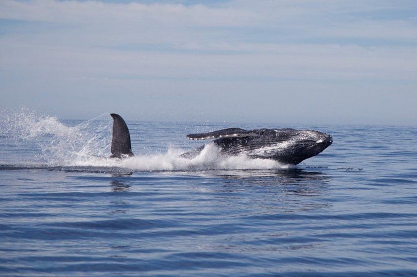 A whale breaching the ocean surface. 4