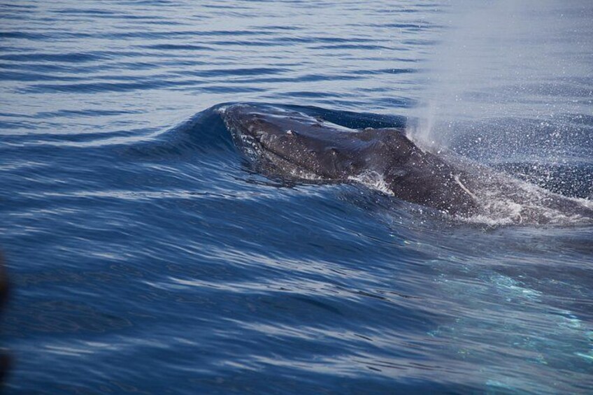 A whale breaching the ocean surface. 4