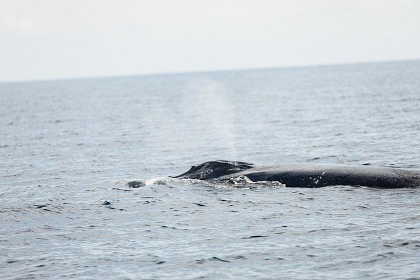 Una ballena emergiendo del océano. 2