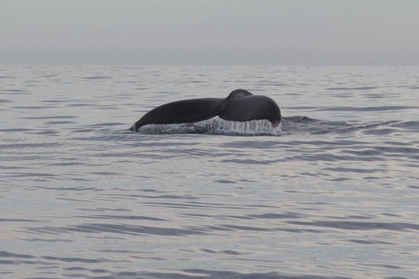 A whale's tail breaching the water's surface. 2