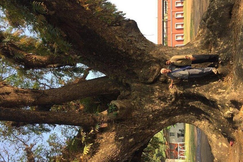 A large tree with a person lying on its branches. 4