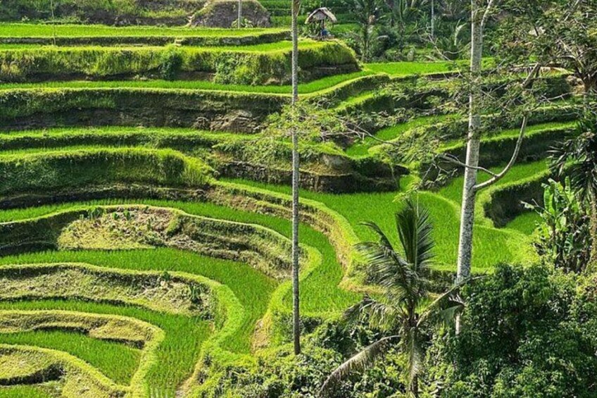 Campos de arroz en terrazas con una pequeña cabaña al fondo. 5