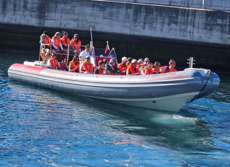 Picture 2 for Activity Funchal: Dolphin and Whale Watching Cruise 2