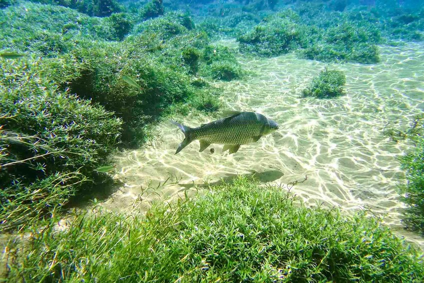 Picture 3 for Activity Bonito: Prata River Snorkeling 5