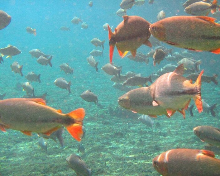 Picture 2 for Activity Bonito: Prata River Snorkeling 3