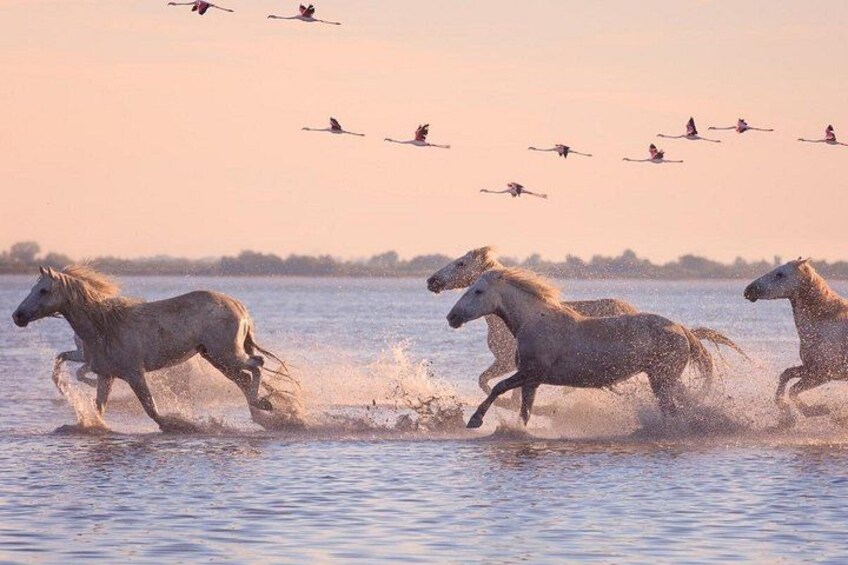 Horses running across a body of water with a flock of birds flying overhead. 4
