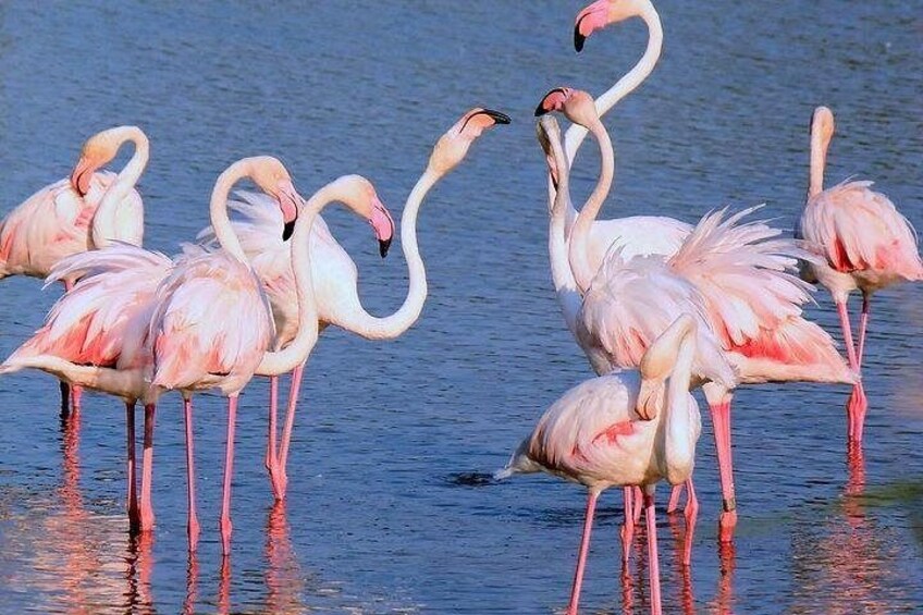 A group of flamingos standing in water. 5