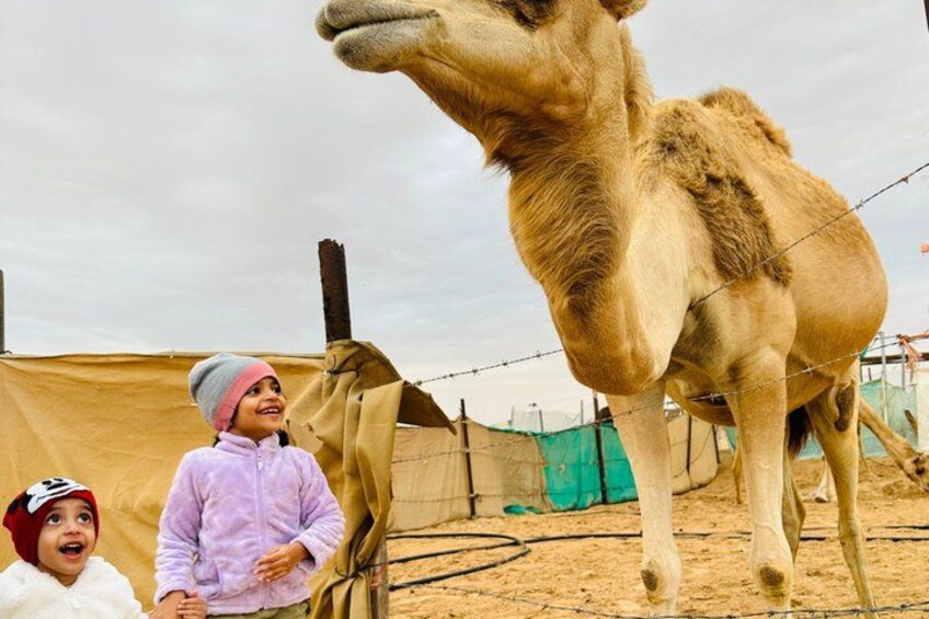 Abu Dhabi Desert Safari with Camel Ride BBQ Dinner and Live Shows 3