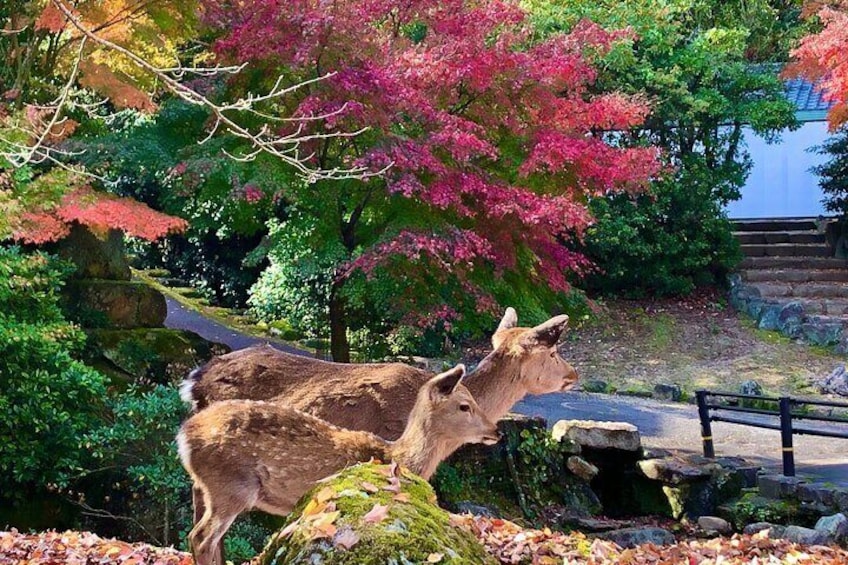 Private Hiroshima and Miyajima Guided Tour