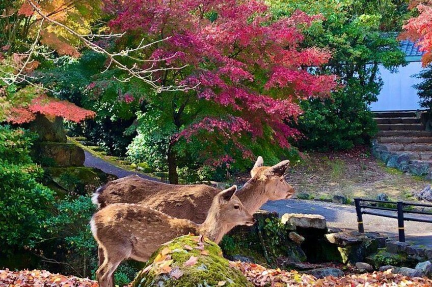 Hiroshima & Miyajima Full-Day Private Tour with Licensed Guide 4