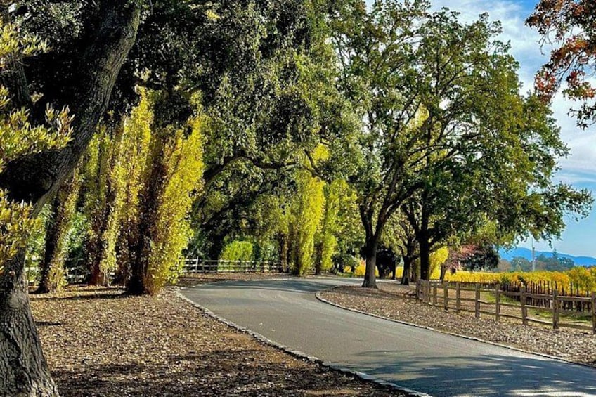 A tree-lined road with a fence on one side and a vineyard on the other. 3