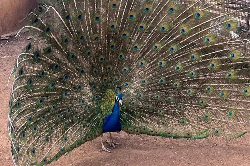 Un paon, avec ses plumes de queue déployées en éventail. 2